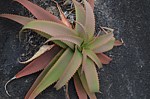 Aloe aff bulbillifera Mandritsara jizne GPS243 Mad 2015_0918.jpg